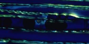 Holz im polarisierten Licht (Juniperus - Wacholder)